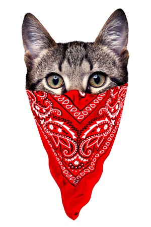 Худи Кот в бандане, свитшот Кот в бандане, футболка Кот в бандане