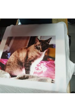 Цветная фотография котика, печать на футболке