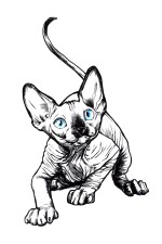  Худи с принтом Голубоглазый кот, свитшот с принтом Голубоглазый кот, футболка с принтом Голубоглазый кот