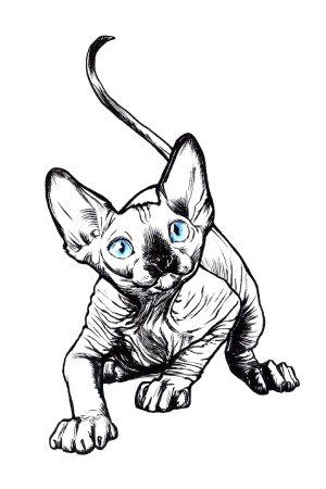  Худи с принтом Голубоглазый кот, свитшот с принтом Голубоглазый кот, футболка с принтом Голубоглазый кот