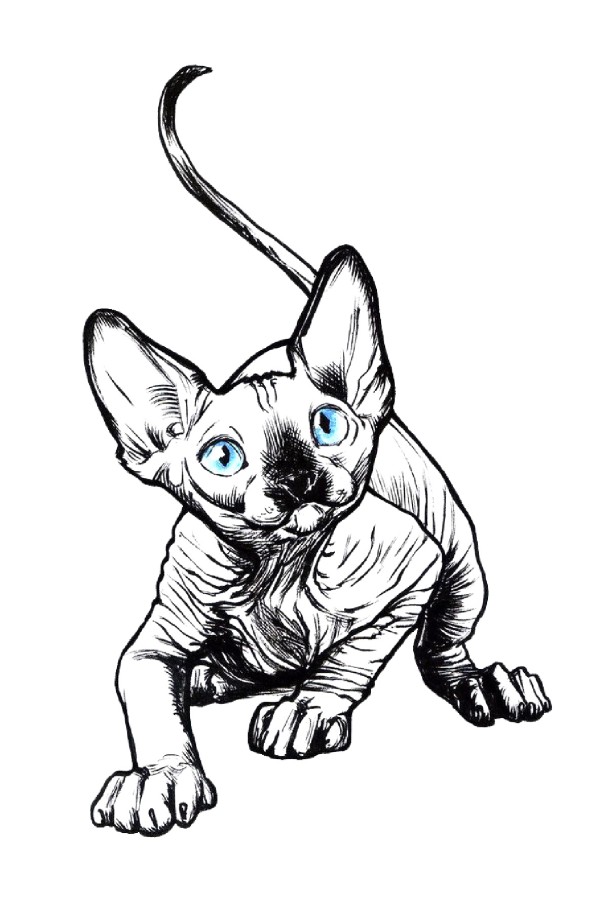  Худи с принтом Голубоглазый кот, свитшот с принтом Голубоглазый кот, футболка с принтом Голубоглазый кот